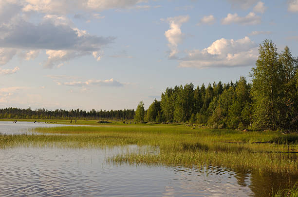 istock Shallow backwater on a northern lake 96260516