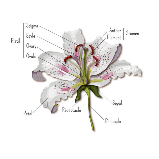 ilustrações, clipart, desenhos animados e ícones de peças de infográficos a flor. anatomia de flor de lírio. ciência para crianças. - estame