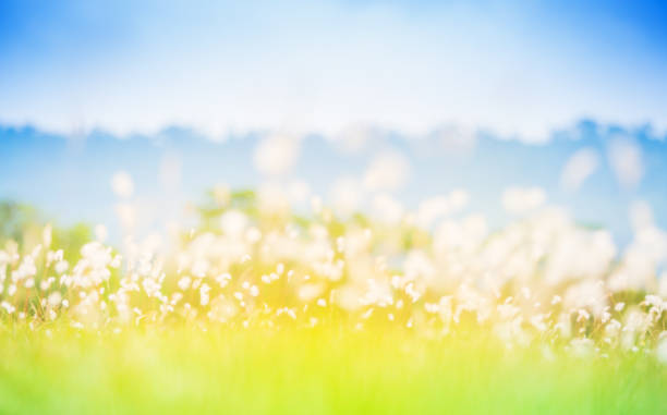 istock Blurred grass fileld in soft warm light with mountain in the background 962609158