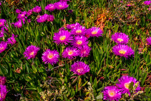 witch's claws, carpobrotus edulis, in bloom - sea fig imagens e fotografias de stock