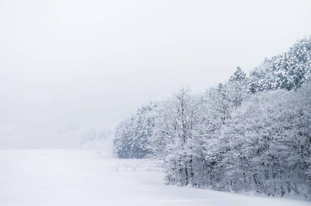 weißer schnee bedeckt wald aomori im winter, tohoku, japan - präfektur aomori stock-fotos und bilder