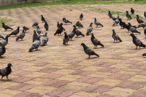 istock flock pigeon on street thailand 962611650