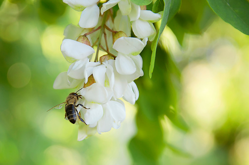 A bee collects nectar from acacia flowers.