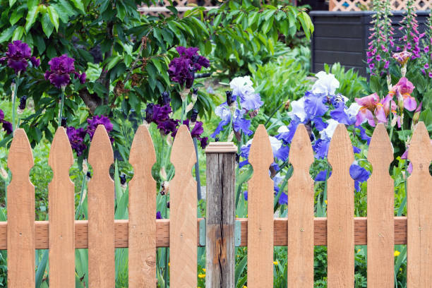 Wood Picket Fence with colorful Iris flowers in bloom springtime
