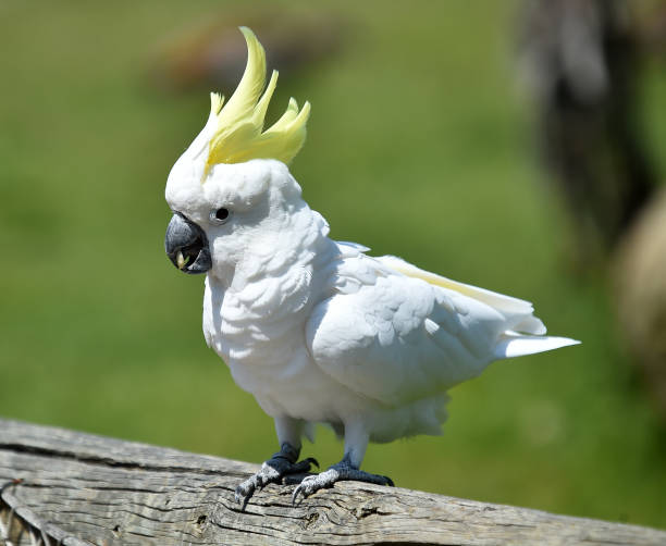 istock Cockatoo 962616386