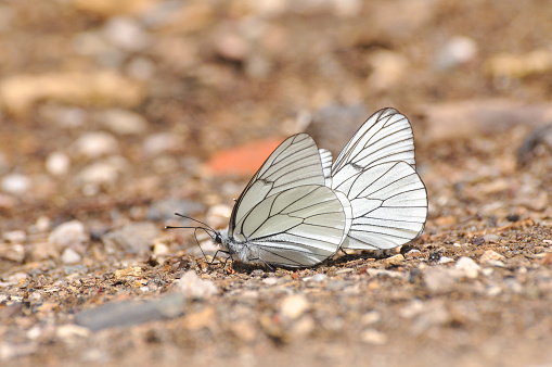 White butterfly on ground on sunny day