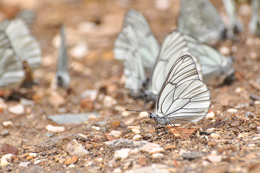 White butterfly on ground on sunny day
