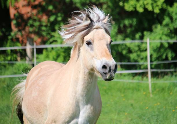 istock running fjord horse 962618970