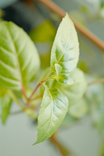 Close-up barnch of plant with small green leaves