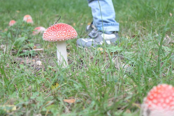mushrooms fly agaric glade in grass and baby feet