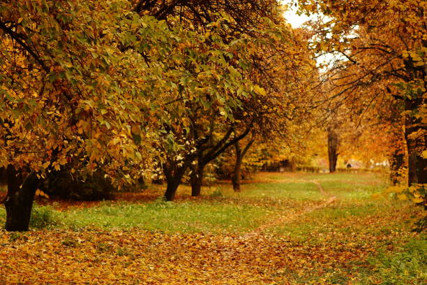 istock autumn park path between trees yellow leaves 962621238