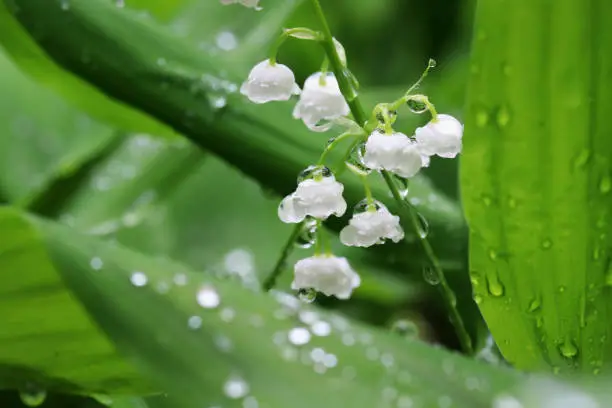 Photo of Beautiful springtime nature background with lily of the valley flowers.