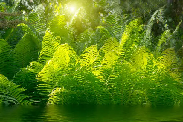 Beautiful ferns with green foliage green flower fern background in sunlight