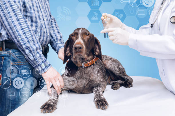 istock Testing and researching dog health . 962631572