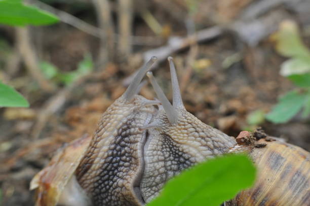 istock Couple of snails mating 962631686