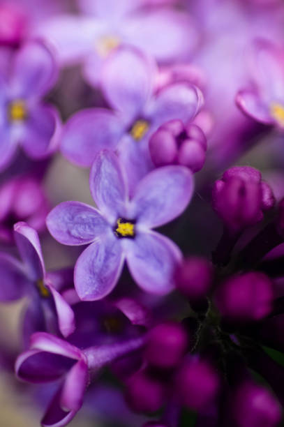 istock Extreme Close-Up in nature 962631844