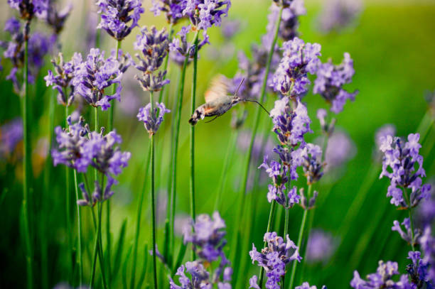 istock Extreme Close-Up in nature 962632362