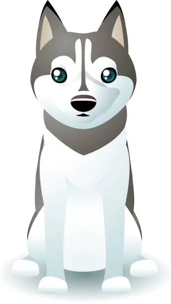 Vector illustration of Cute Siberian Husky Purebred standing front view dog