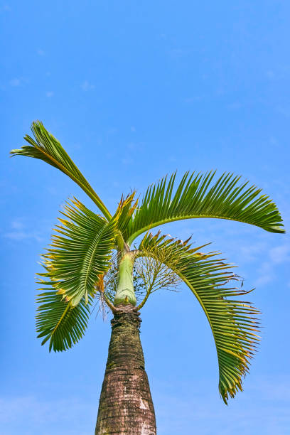 istock Beautiful green palm view on blue sky 962641034