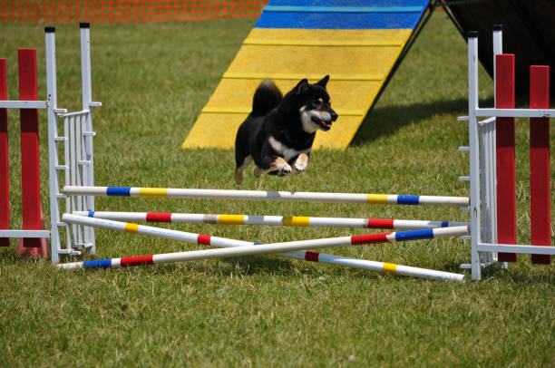 Shiba Inu leaping over double jump at dog agility trial  shiba inu black and tan stock pictures, royalty-free photos & images