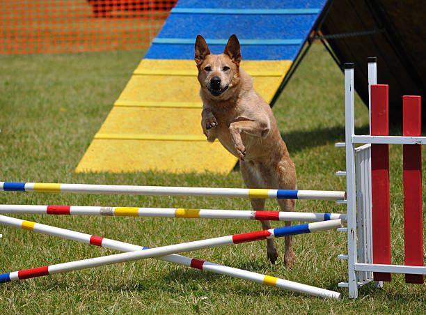 istock Large dog  leaping over a double jump at agility trial 96264323