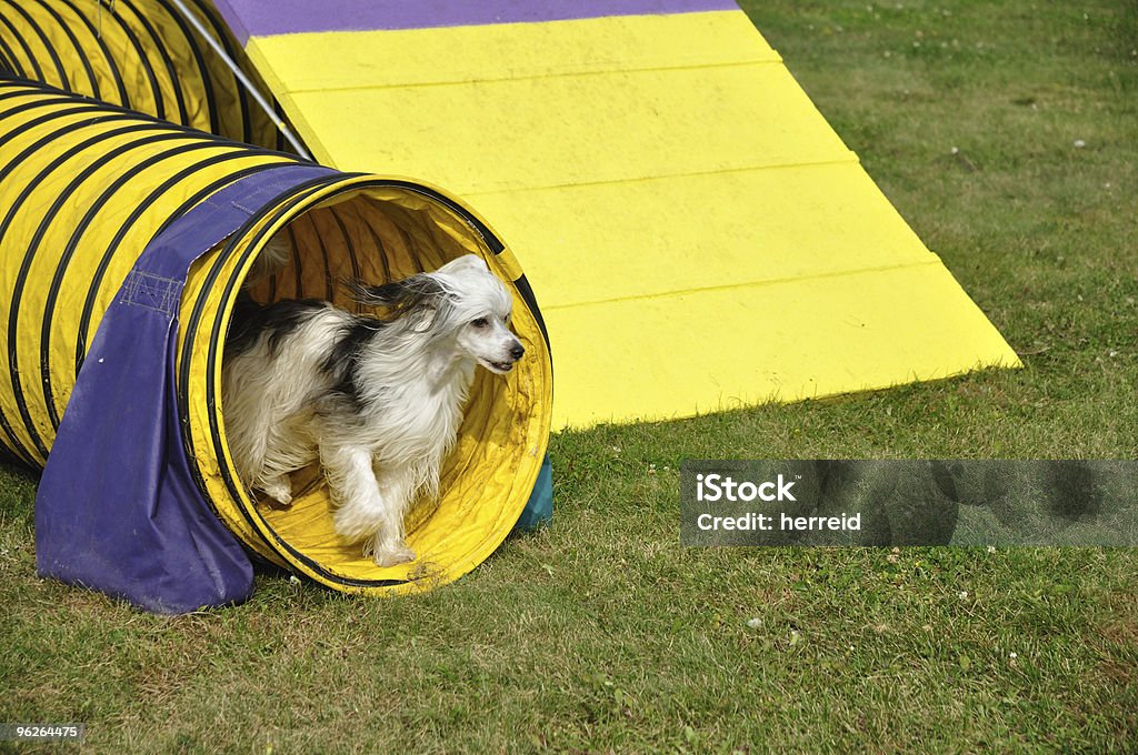 Powderpuff Chinese Crested Dog Leaving Yellow Agility Tunnel  Agility Stock Photo