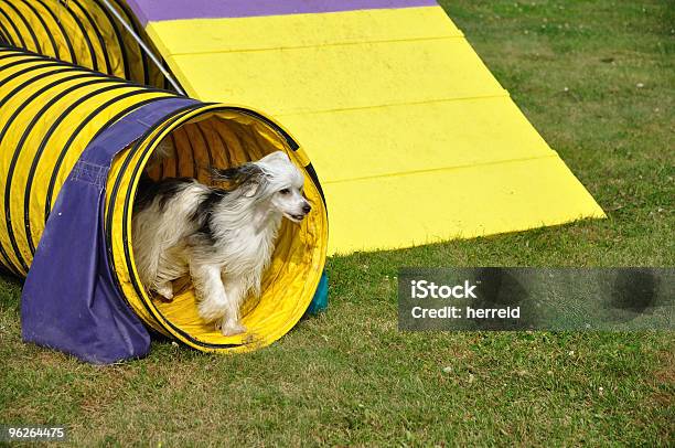 Powderpuff Chinese Crested Dog Leaving Yellow Agility Tunnel Stock Photo - Download Image Now