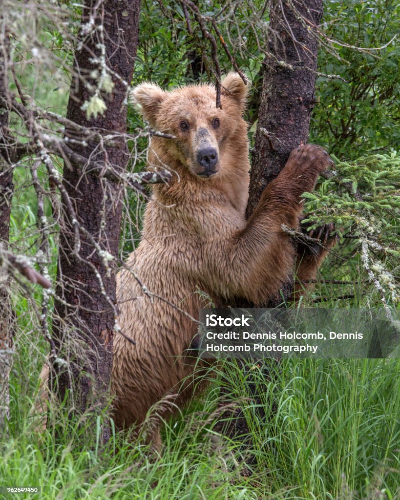 Brown Bear Brown Bear Sow guarding a tree containing her cubs. Animal Stock Photo