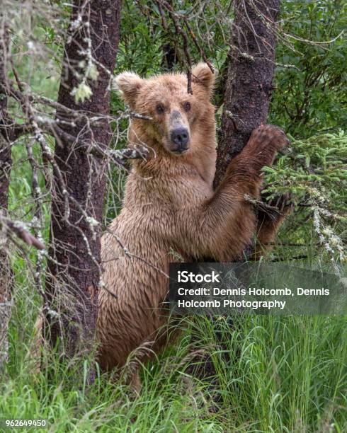 Brown Bear Stock Photo - Download Image Now - Animal, Animal Wildlife, Animals Hunting