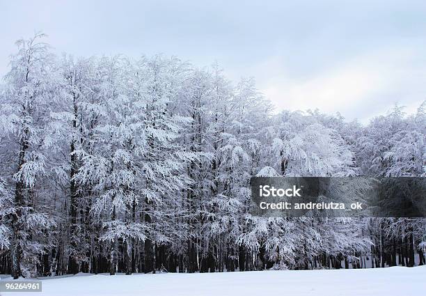Foresta Ricoperta Di Neve - Fotografie stock e altre immagini di Albero - Albero, Ambientazione esterna, Bellezza naturale