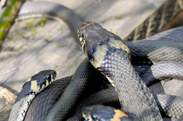 istock Grass snakes Natrix Natrix on a wooden boards. 962650910