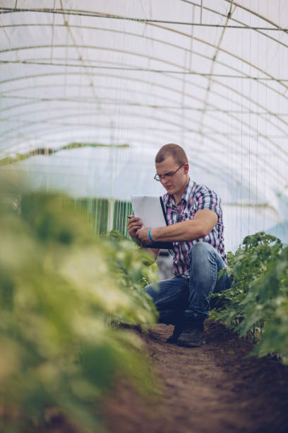istock Agronomist working in greenhouse 962653532