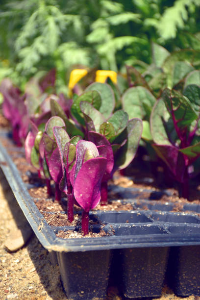 istock Group of plant sprout in pots 962653982