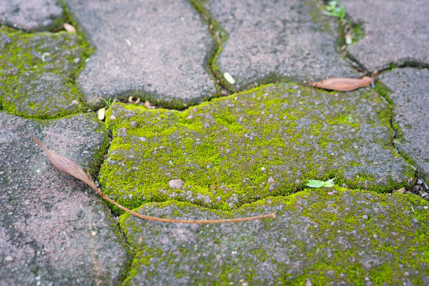 istock moss growth up natural on the brick block 962654216
