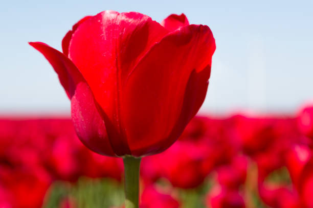 istock Bloembollenvelden in Holland 962659906