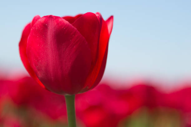 istock Bloembollenvelden in Holland 962659984