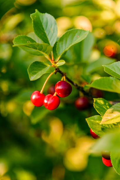 Raw fresh cherries on the cherry tree branch