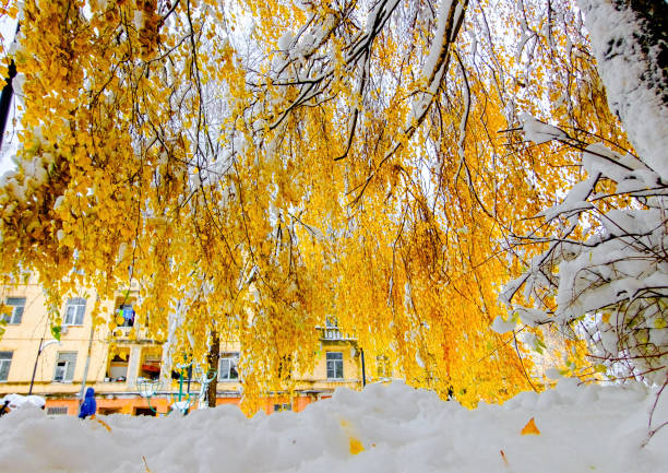 Photo taken in the city. First snow fell in November
