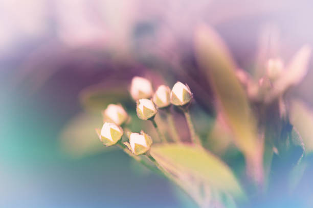 istock Little white flowers buds 962664856