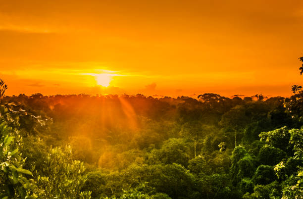 ブラジルの熱帯雨林の木に沈む夕日 - amazonas state 写真 ストックフォトと画像