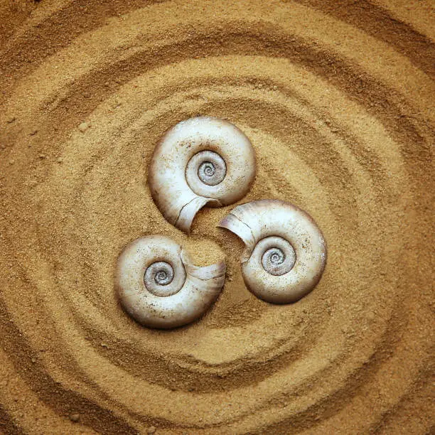 Ornamental composition of three shells  on sand background. Concept with dry snail shells.