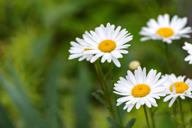 marguerite blanche sur champ - spring close up daisy yellow photos et images de collection