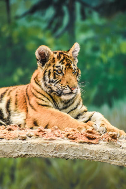 istock portrait of a young tiger 962673198