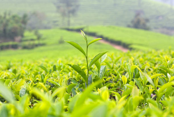 istock Fresh leaves of green tea close up 962677774