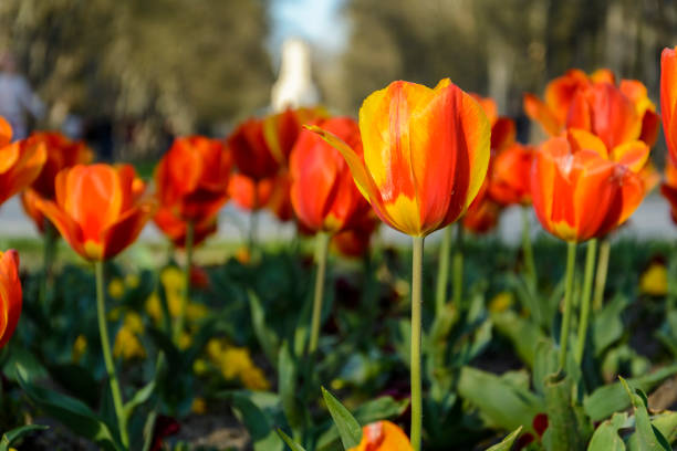 yellow and orange tulip close up, in a park