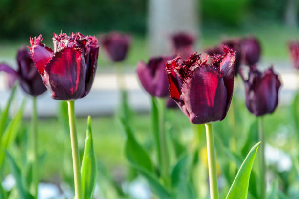 purple and red tulip with cut edge.Wine colored tulip