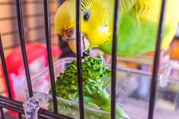 istock A parakeet budgerigar eating some broccoli in her cage 962678830