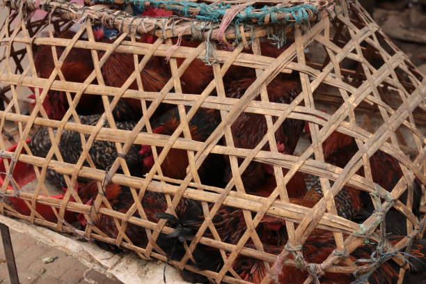 istock Nepalese chicken in wooden cages 962679012