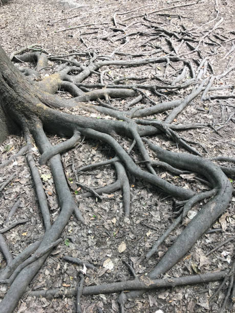 istock Exposed maze of tree roots on eroded hiking trail 962681466
