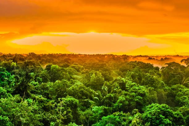 unset au-dessus des arbres de la forêt tropicale au brésil - tropical rain forest flash photos et images de collection